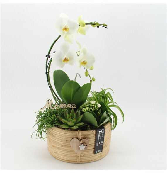 Orhideja Phalaenopsis PHALMD-2520 Orhideja Phalaenopsis Moederdag 5 pp 60 cm fi27 cm Q4619 Orhideja Phalaenopsis PHALMD-2520 Orhideja Phalaenopsis Moederdag 5 pp 60 cm fi27 cm Q4619