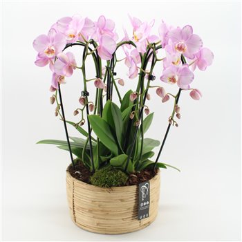 Orhideja Phalaenopsis PHAL-2507RZ Orhideja Phalaenopsis creatie 3 pp 60 cm fi27 cm Q4699