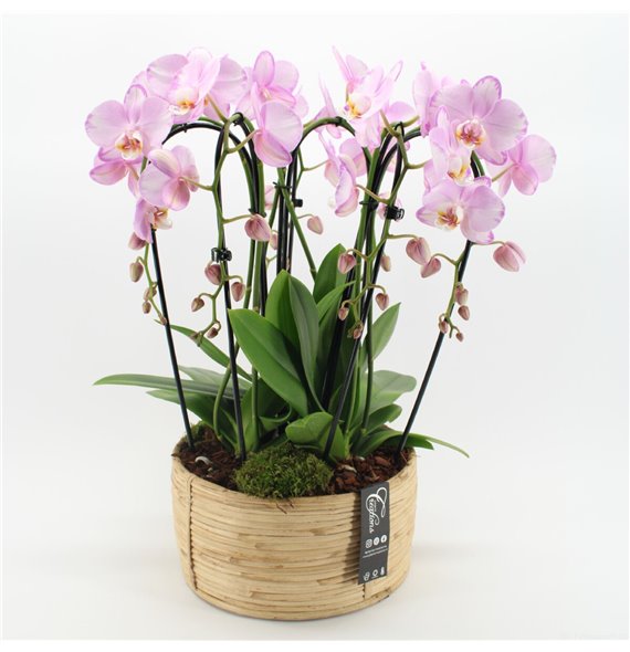Orhideja Phalaenopsis PHAL-2507RZ Orhideja Phalaenopsis creatie 3 pp 60 cm fi27 cm Q4699 Orhideja Phalaenopsis PHAL-2507RZ Orhideja Phalaenopsis creatie 3 pp 60 cm fi27 cm Q4699