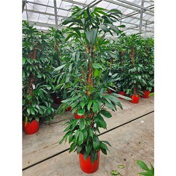 Philodendron Dragon Tail 220 cm fi34 cm Q4758