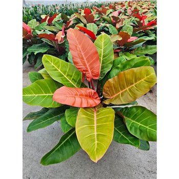 Philodendron Prince of Orange 100 cm fi34 cm Q4771