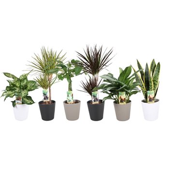 Plants mixkar Plantenmix p17 in ceramic mix (3-kleur) 60 cm fi17 cm Q4821