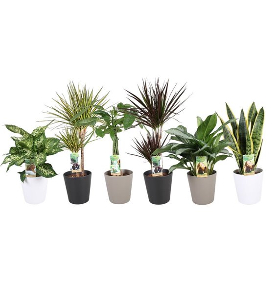 Plants mixkar Plantenmix p17 in ceramic mix (3-kleur) 60 cm fi17 cm Q4821 Plants mixkar Plantenmix p17 in ceramic mix (3-kleur) 60 cm fi17 cm Q4821