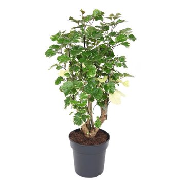 Polycias scutellaria balfourii 70 cm fi21 cm Q5154