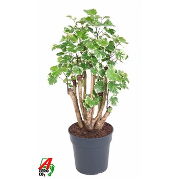 Polycias scutellaria balfourii 90 cm fi24 cm Q5155