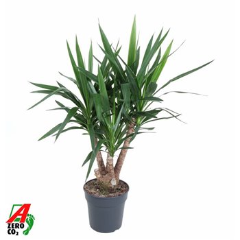Juka branched 110 cm fi27 cm Q5329