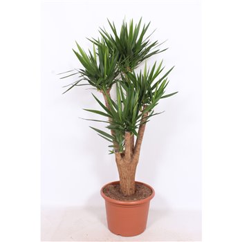 Juka elephantipes branched 180 cm fi50 cm Q5330