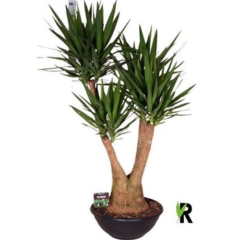 Juka elephantipes branched 210 cm fi60 cm Q5332