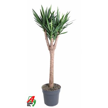 Juka branched on stem 160 cm fi34 cm Q5336