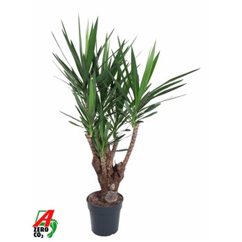 Juka branched 3-arm 140 cm fi31 cm Q5338