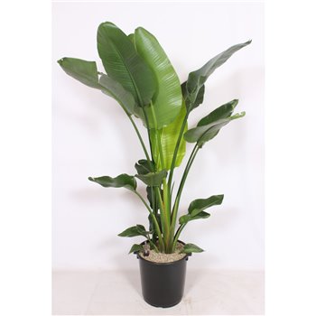 Strelitzia nicolai Strelitzia nicolai 3 pp without flower fl 190 cm fi40 cm Q5535