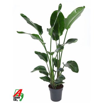 Strelitzia nicolai 130 cm fi24 cm Q5538