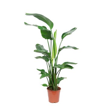 Strelitzia nicolai without flower 100 cm fi24 cm Q5545