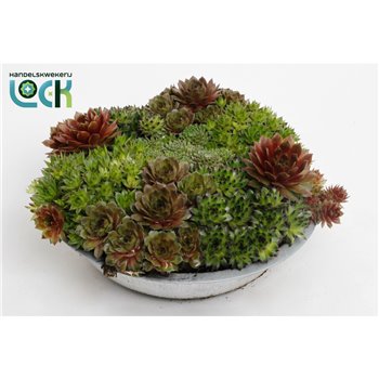 Sempervivum arrangements mix in zinken bowl 15 cm fi29 cm Q5669