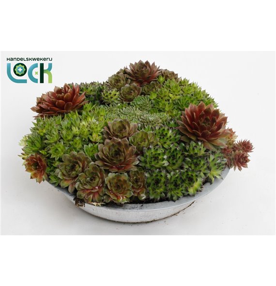 Sempervivum arrangements mix in zinken bowl 15 cm fi29 cm Q5669 Sempervivum arrangements mix in zinken bowl 15 cm fi29 cm Q5669