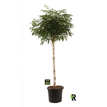 Šeflera arboricola compacta Šeflera arb  compacta on stem 1 pp 200 cm fi40 cm Q5680