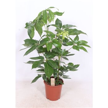 Šeflera actinophylla amate 80 cm fi24 cm Q5683