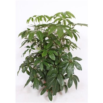 Šeflera actinophylla amate 150 cm fi40 cm Q5685