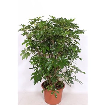 Šeflera arboricola compacta branched 130 cm fi40 cm Q5687