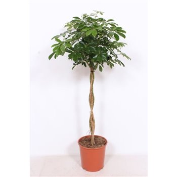 Šeflera arboricola compacta vlechtstam 160 cm fi30 cm Q5689