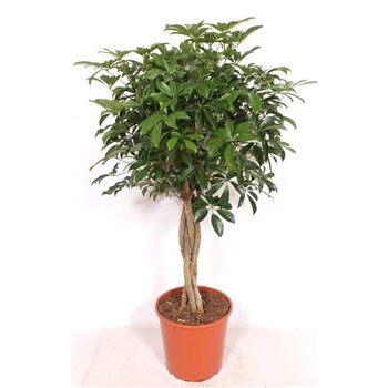 Šeflera arboricola compacta zware vlechtstam 130 cm fi30 cm Q5691