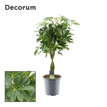 Šeflera arboricola compacta nora braided stem decorum 75 cm fi21 cm Q5699