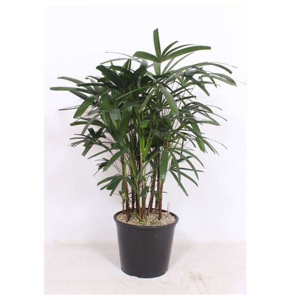 Rhapis excelsa 110 cm fi32 cm Q5876 Rhapis excelsa 110 cm fi32 cm Q5876