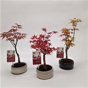 Bonsaj Acer Bonsaj Mix 30 cm fi12 cm Q51