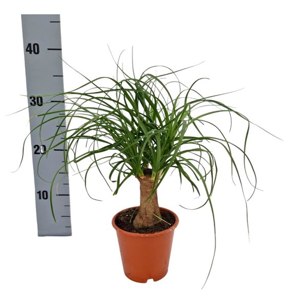Nolina Beaucarnea recurvata 30 cm fi12 cm Q672 Nolina Beaucarnea recurvata 30 cm fi12 cm Q672