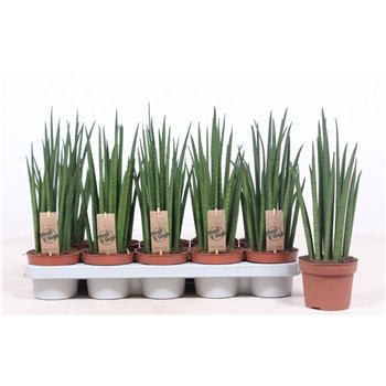 Taščin jezik - Sanseveria bacularis mikado 40 cm fi12 cm Q1175
