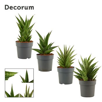 Taščin jezik - Sanseveria crown mix decorum 25 cm fi12 cm Q1260