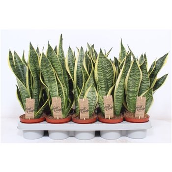 Taščin jezik - Sanseveria trifasciata superba 40 cm fi12 cm Q1317