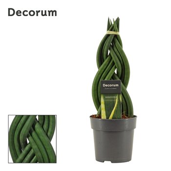 Taščin jezik - Sanseveria cylindrica braid decorum 35 cm fi12 cm Q1346