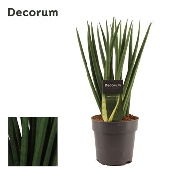 Taščin jezik - Sanseveria cylindrica spaghetti decorum 35 cm fi12 cm Q1357