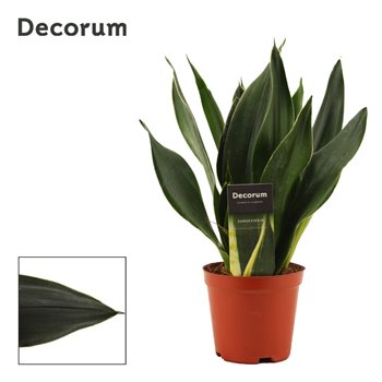 Taščin jezik - Sanseveria trifasciata black diamond decorum 30 cm fi12 cm Q1456