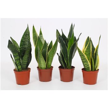 Taščin jezik - Sanseveria Taščin jezik - Sanseveria Mix 12cm 27 cm fi12 cm Q1476