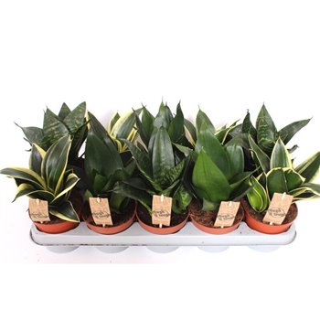 Taščin jezik - Sanseveria trifasciata hahnii mix 4 kinds 25 cm fi12 cm Q1492