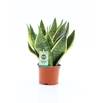 Taščin jezik - Sanseveria trifasciata futura superba 35 cm fi12 cm Q1655