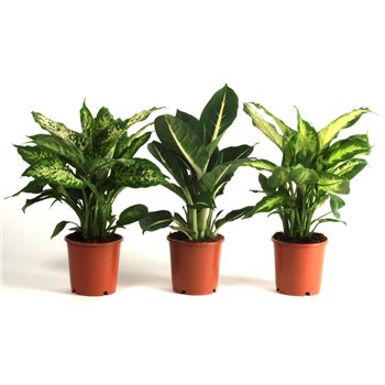 Dieffenbachia mixed 3 kinds 1 pp 40 cm fi12 cm Q2317