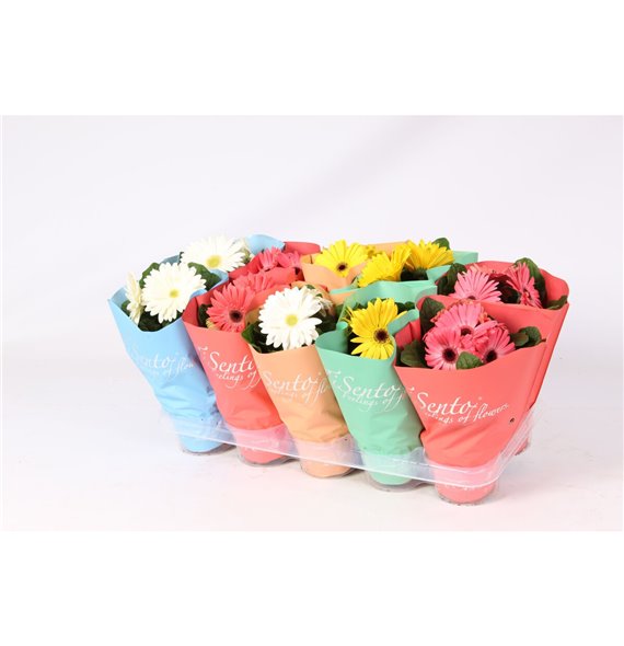 Gerbera mix tisento 20 cm fi12 cm Q2845 Gerbera mix tisento 20 cm fi12 cm Q2845
