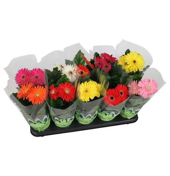 Gerbera mix belicht 2+ basic 20 cm fi12 cm Q2855 Gerbera mix belicht 2+ basic 20 cm fi12 cm Q2855