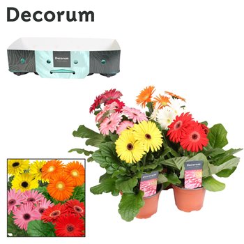 Gerbera mix 3+ with kraag decorum 20 cm fi12 cm Q2859