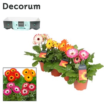 Gerbera mix twister 3+ with kraag decorum 20 cm fi12 cm Q2863