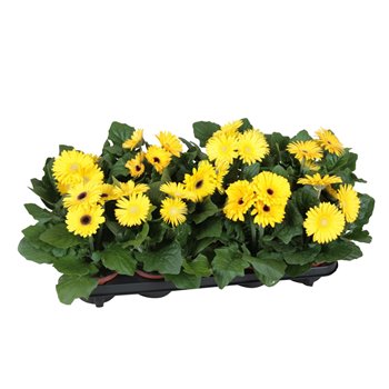 Gerbera flori line geel excellent (several kleurtinten) 25 cm fi12 cm Q2905