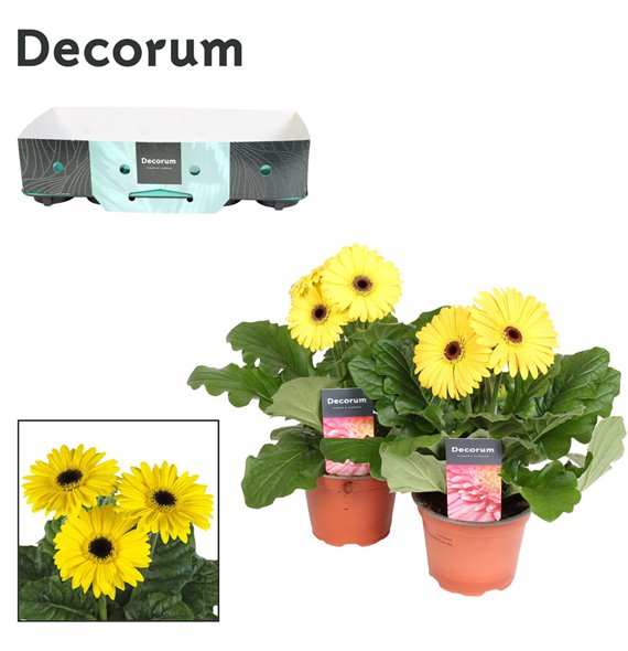 Gerbera flori line geel 2+ with kraag decorum 25 cm fi12 cm Q2910 Gerbera flori line geel 2+ with kraag decorum 25 cm fi12 cm Q2910