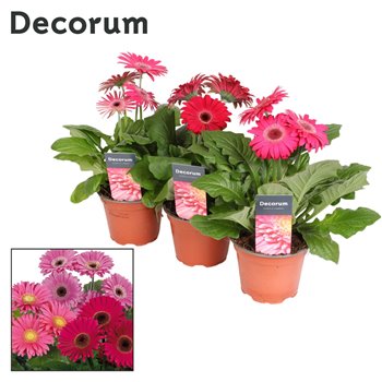 Gerbera flori line paars decorum with sleeve 22 cm fi12 cm Q2915