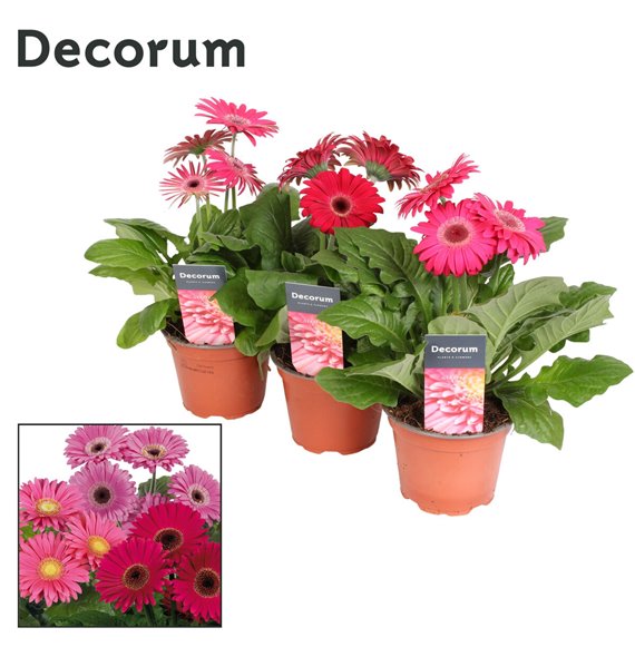 Gerbera flori line paars decorum with sleeve 22 cm fi12 cm Q2915 Gerbera flori line paars decorum with sleeve 22 cm fi12 cm Q2915