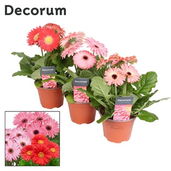 Gerbera flori line roze decorum with sleeve 22 cm fi12 cm Q2925