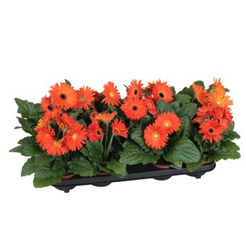 Gerbera flori line oranje excellent (several kleurtinten) 22 cm fi12 cm Q2927