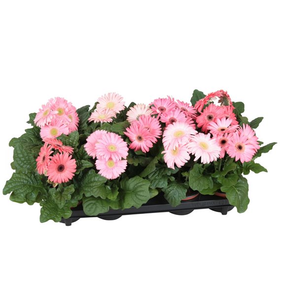 Gerbera flori line roze excellent (several kleurtinten) 22 cm fi12 cm Q2928 Gerbera flori line roze excellent (several kleurtinten) 22 cm fi12 cm Q2928